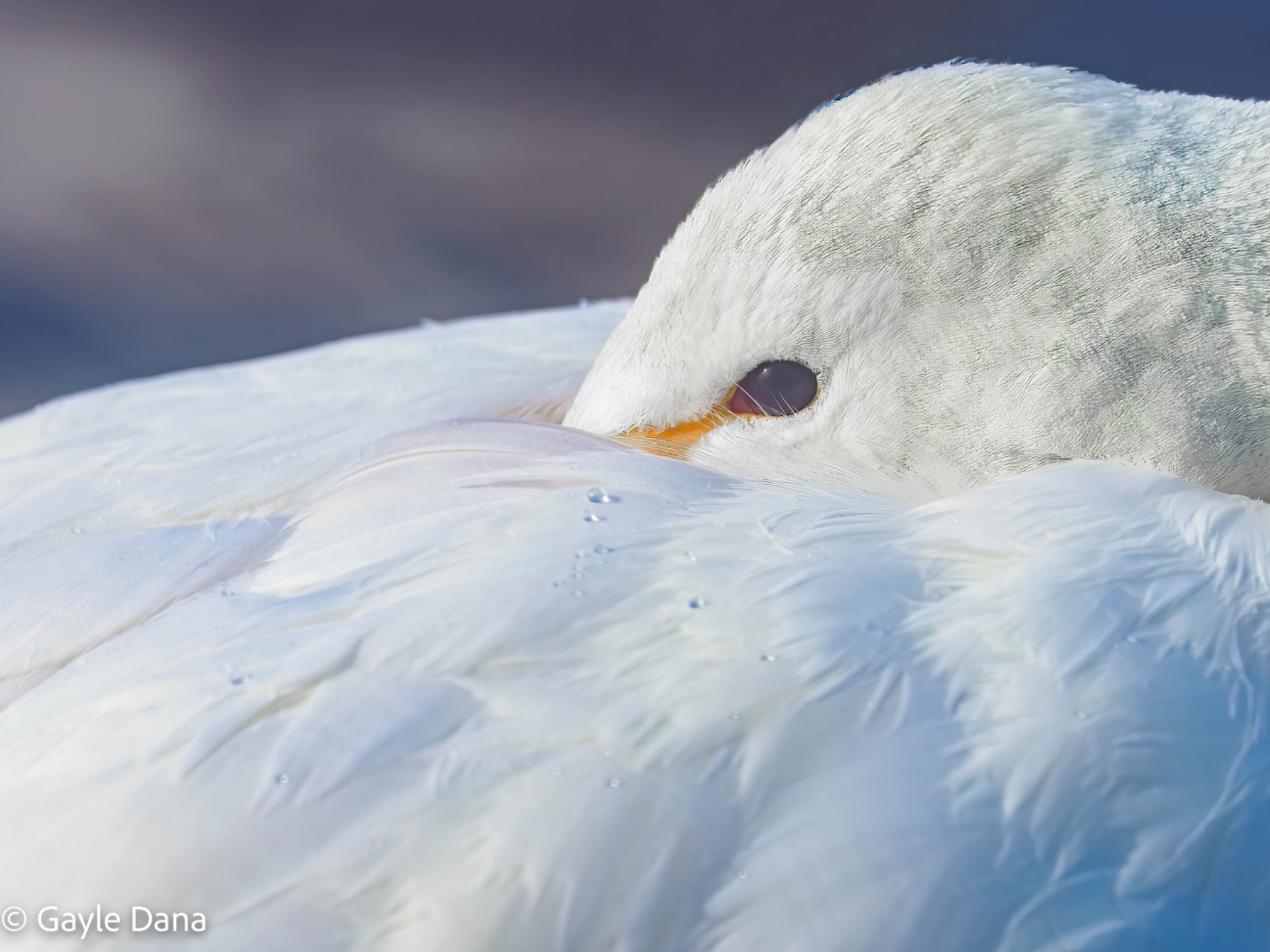 Whooper swan portrait